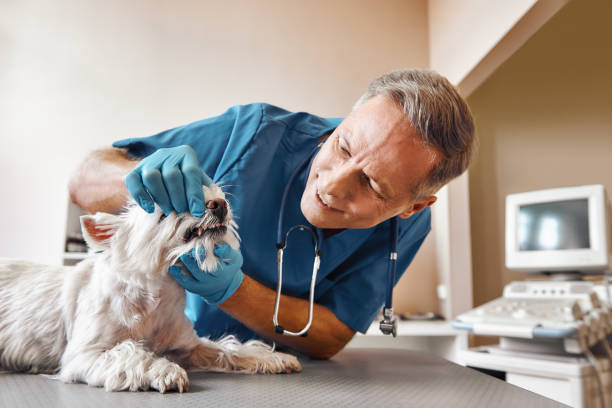 Best Dentist for Severe Toothache  in Elizabeth City, NC